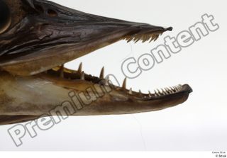 Northern pike mouth teeth 0002.jpg